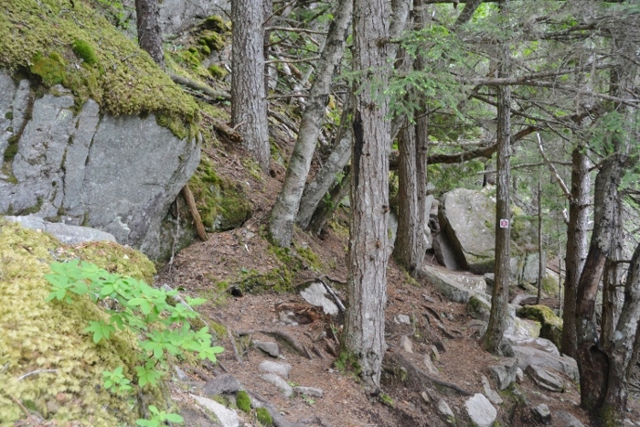 Lower Dewey Lake Trail